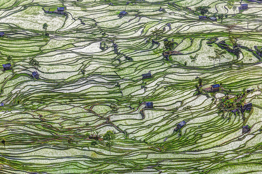 Rice Field