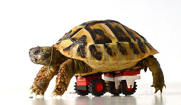 tortoise-lego-wheels-carsten-plischke-1