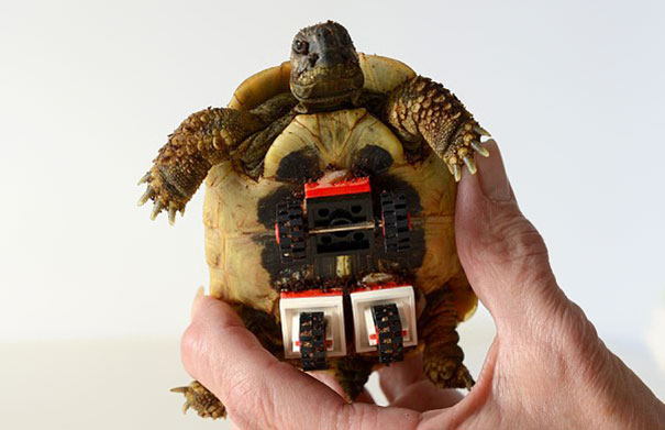 tortoise-lego-wheels-carsten-plischke-5