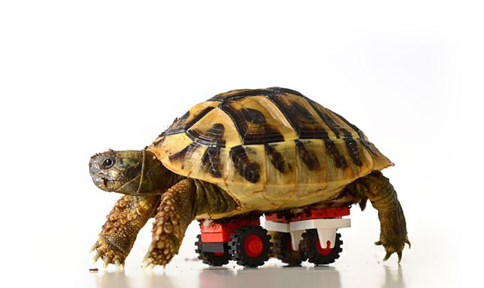 Vet Makes Wheelchair From Son’s LEGOs For Disabled Tortoise