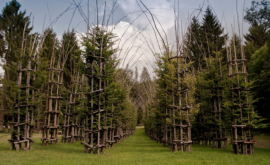 A Majestic Cathedral Made Of Living, Breathing Trees