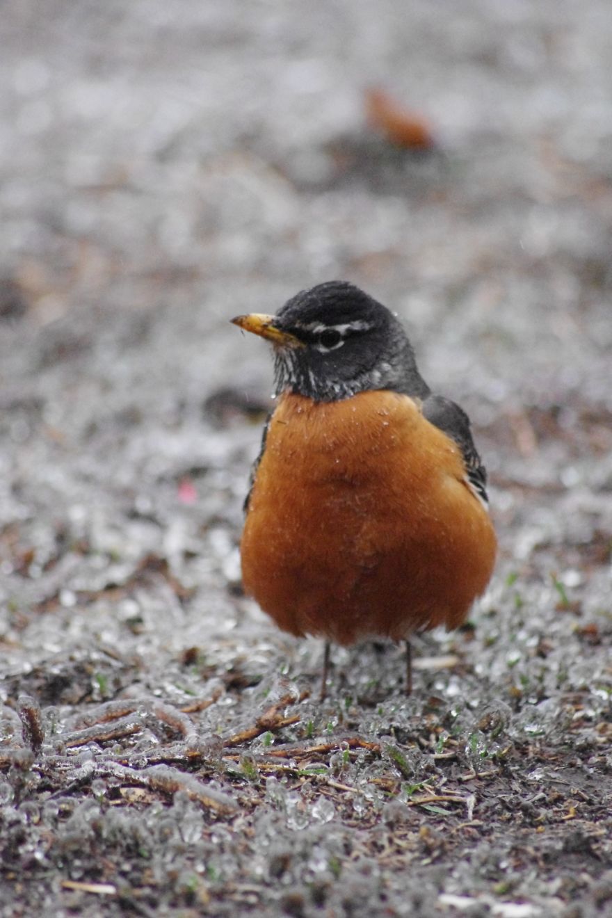 Robin In Ice Storm