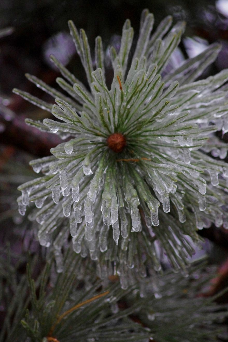 Evergreen Head-on In Icestorm