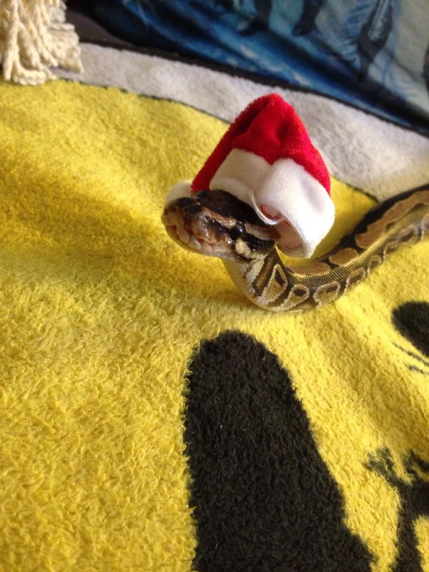 This Snake Is Wishing You A Merry Christmas