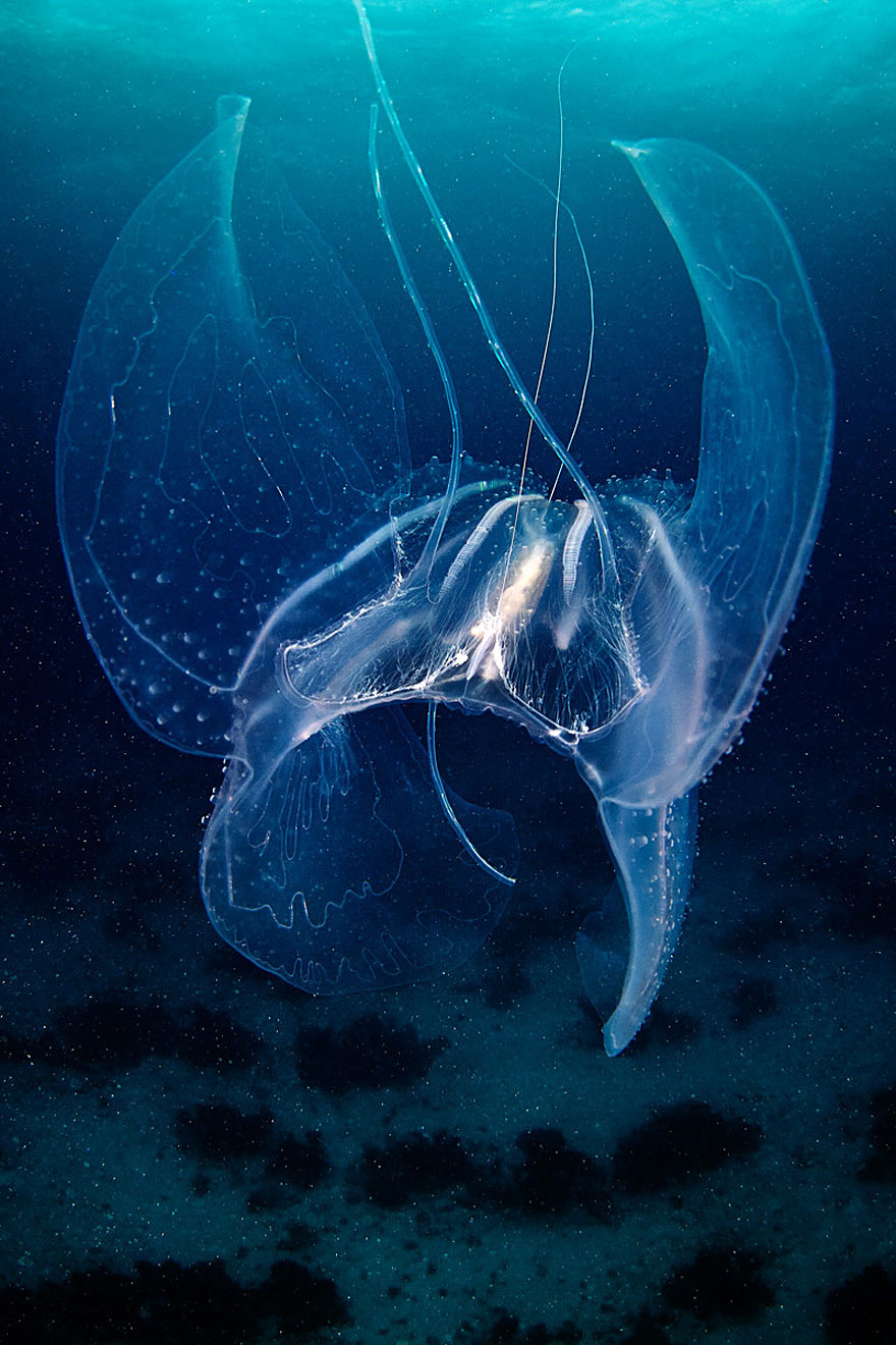underwater-jellyfish-alexander-semenov-aquatis-15-2