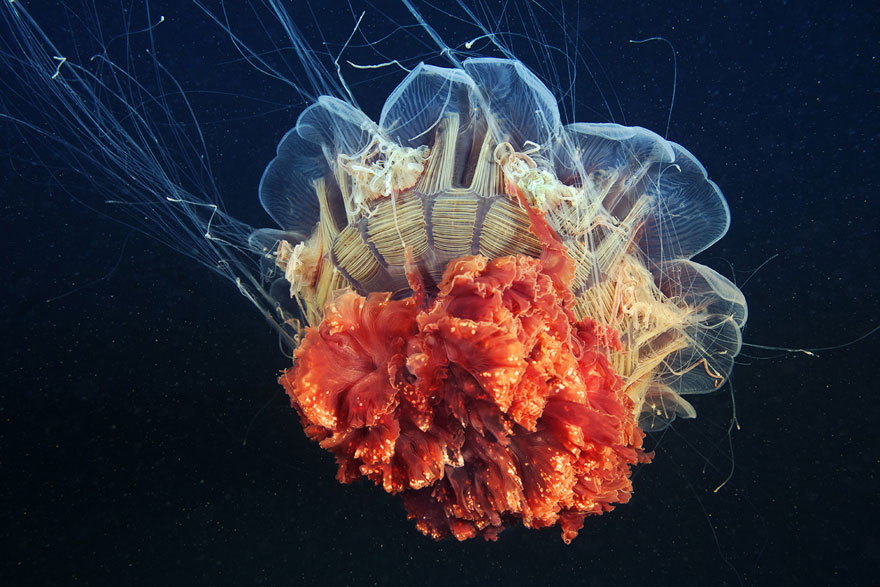 underwater-jellyfish-alexander-semenov-aquatis-18