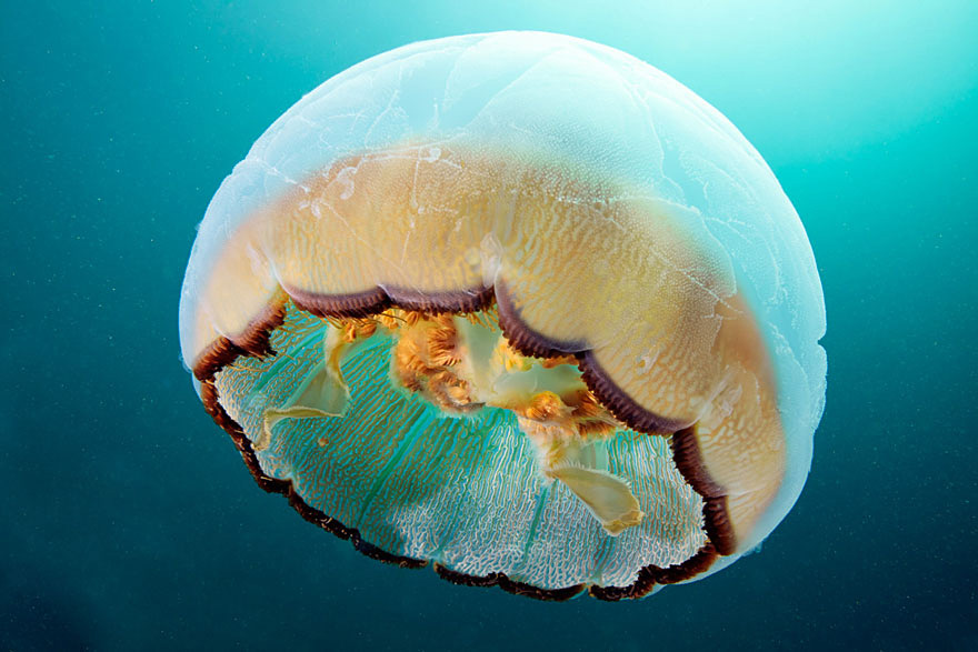 underwater-jellyfish-alexander-semenov-aquatis-22-2