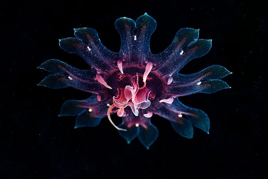 underwater-jellyfish-alexander-semenov-aquatis-28