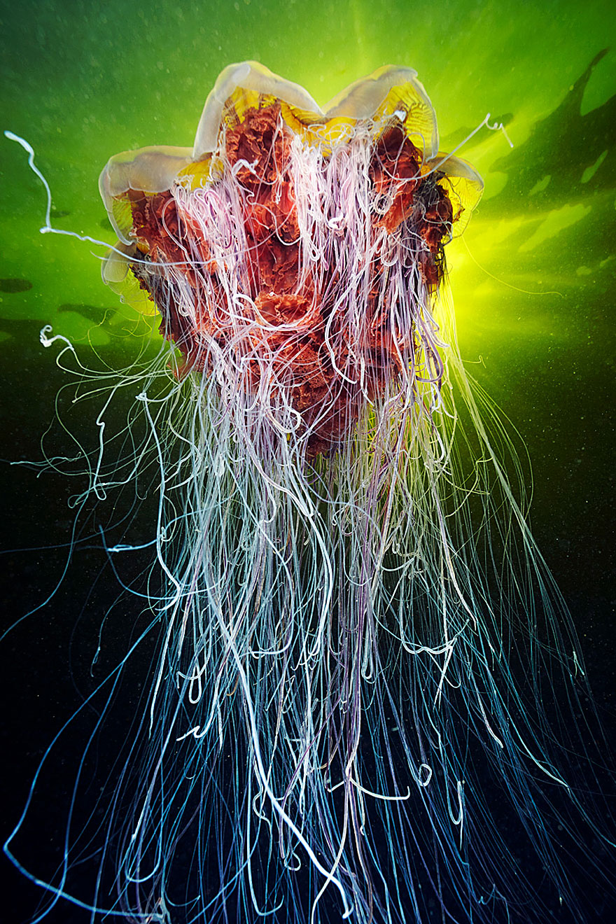The Alien Beauty Of Jellyfish In Alexander Semenov’s New Photos