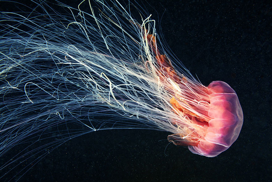 underwater-jellyfish-alexander-semenov-aquatis-5-2