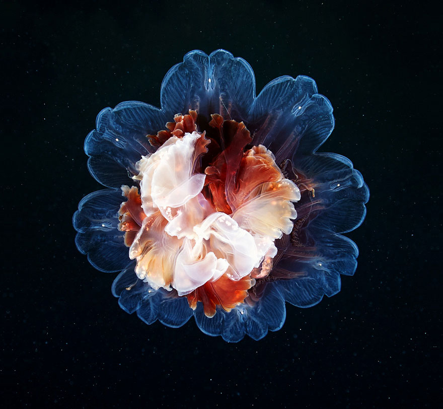 underwater-jellyfish-alexander-semenov-aquatis-66