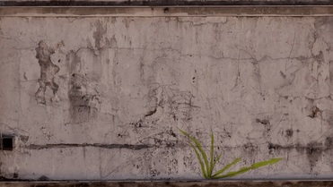 weeds-graffiti-street-art-mona-caron-9