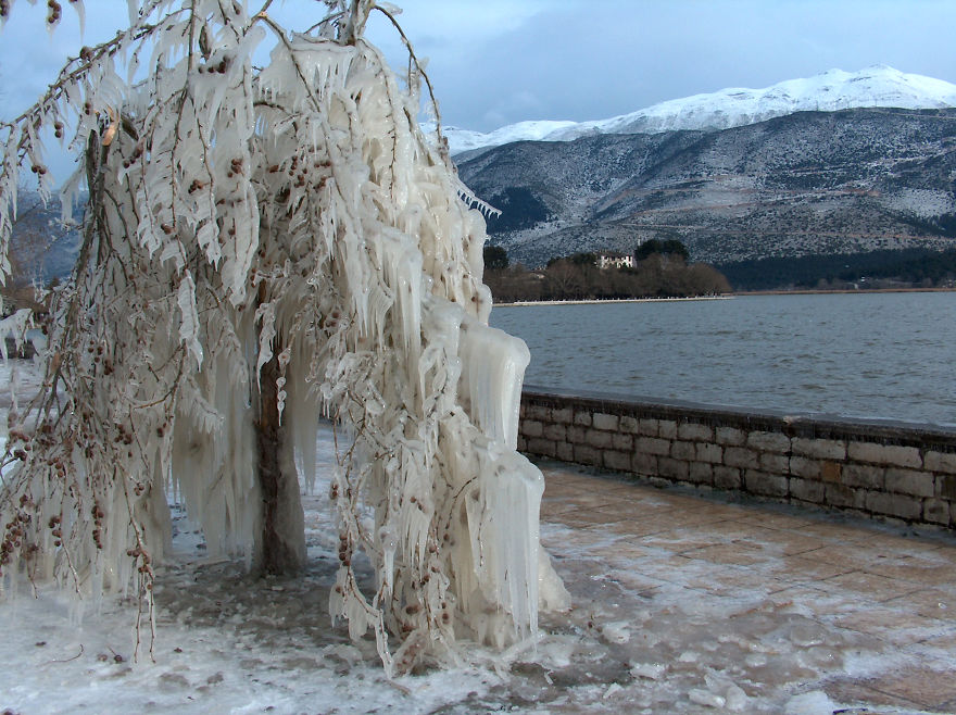 Icy Tree, Lake, Ioannina, Greece.