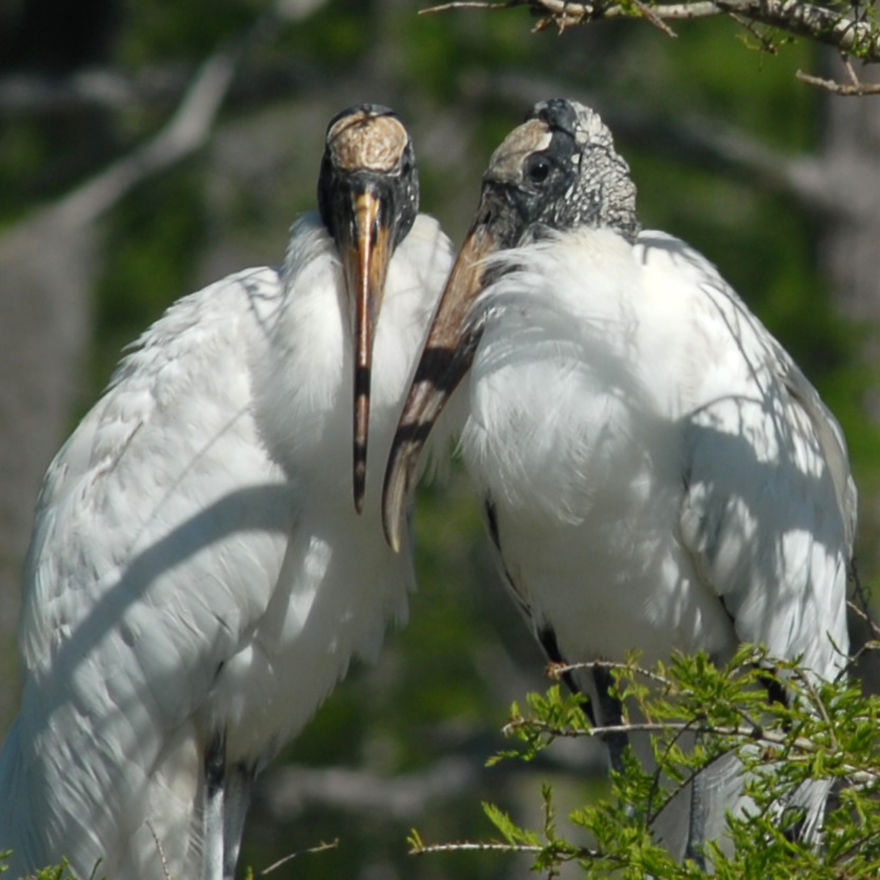 Wood Stork Couple