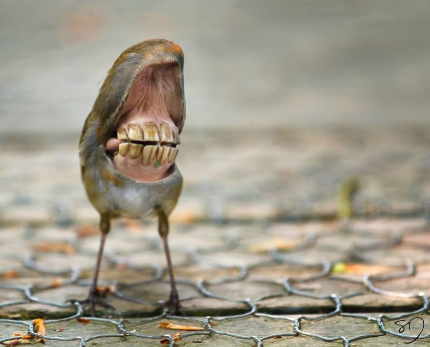 Big Mouth Birds: My Newest Series Of Hybrid Animals