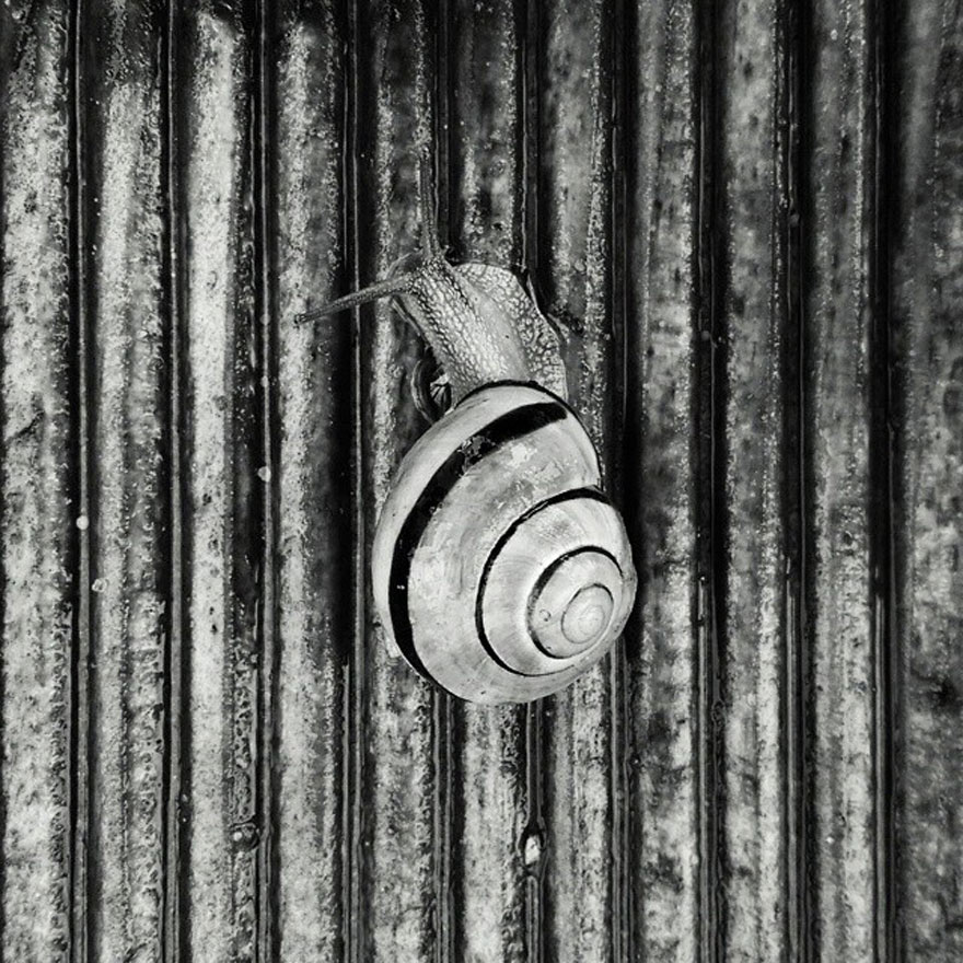 Snail On Stairs