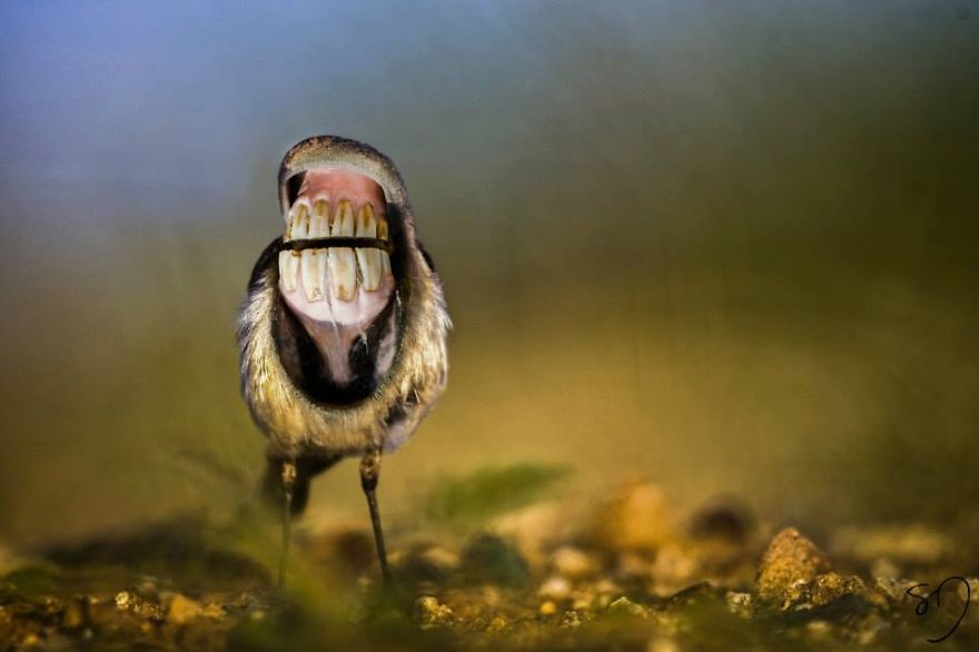 Big Mouth Birds: My Newest Series Of Hybrid Animals