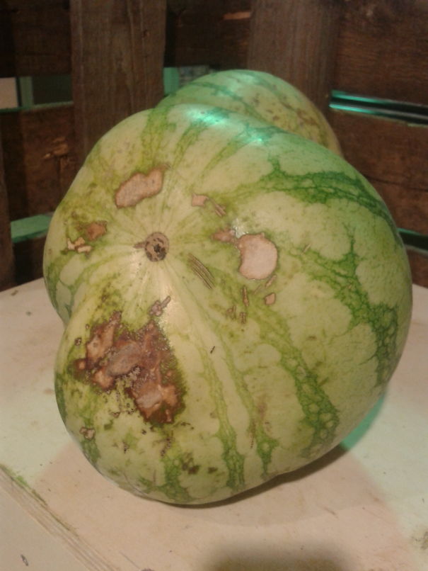 Zombiemelon