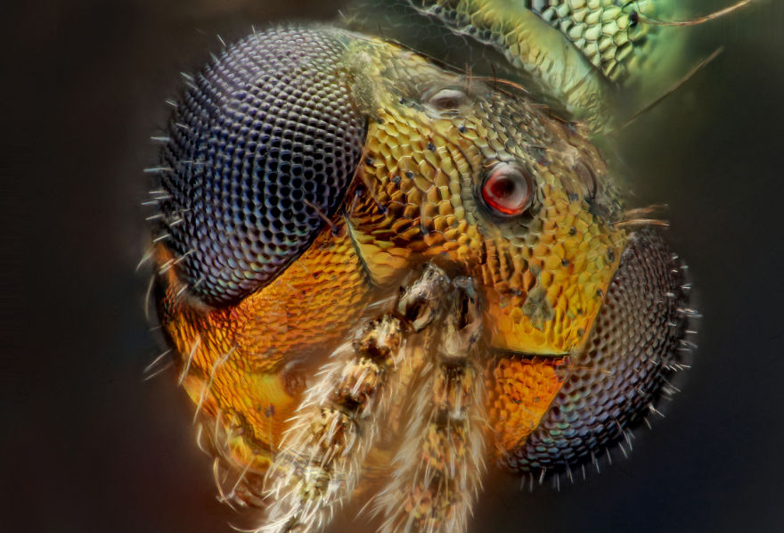Parasitic Wasp; Pediobius Sp. (chalcidoidea- Eulophidae)