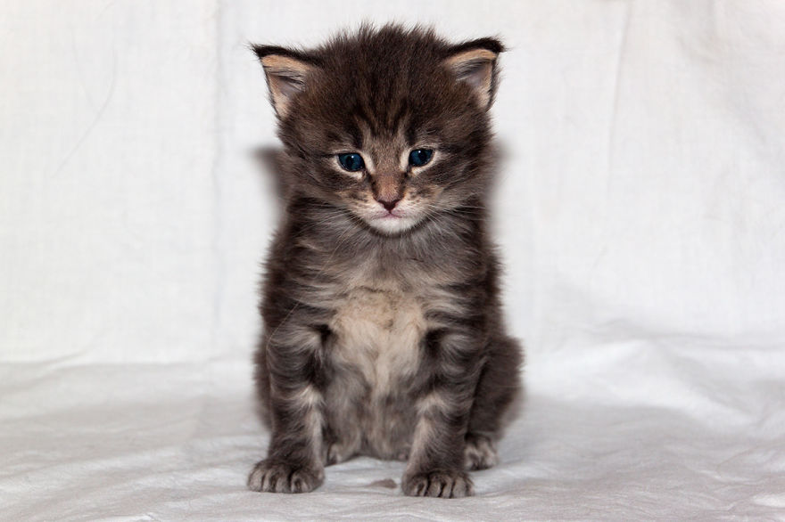 Maine Coons... 4 Weeks Old Now...