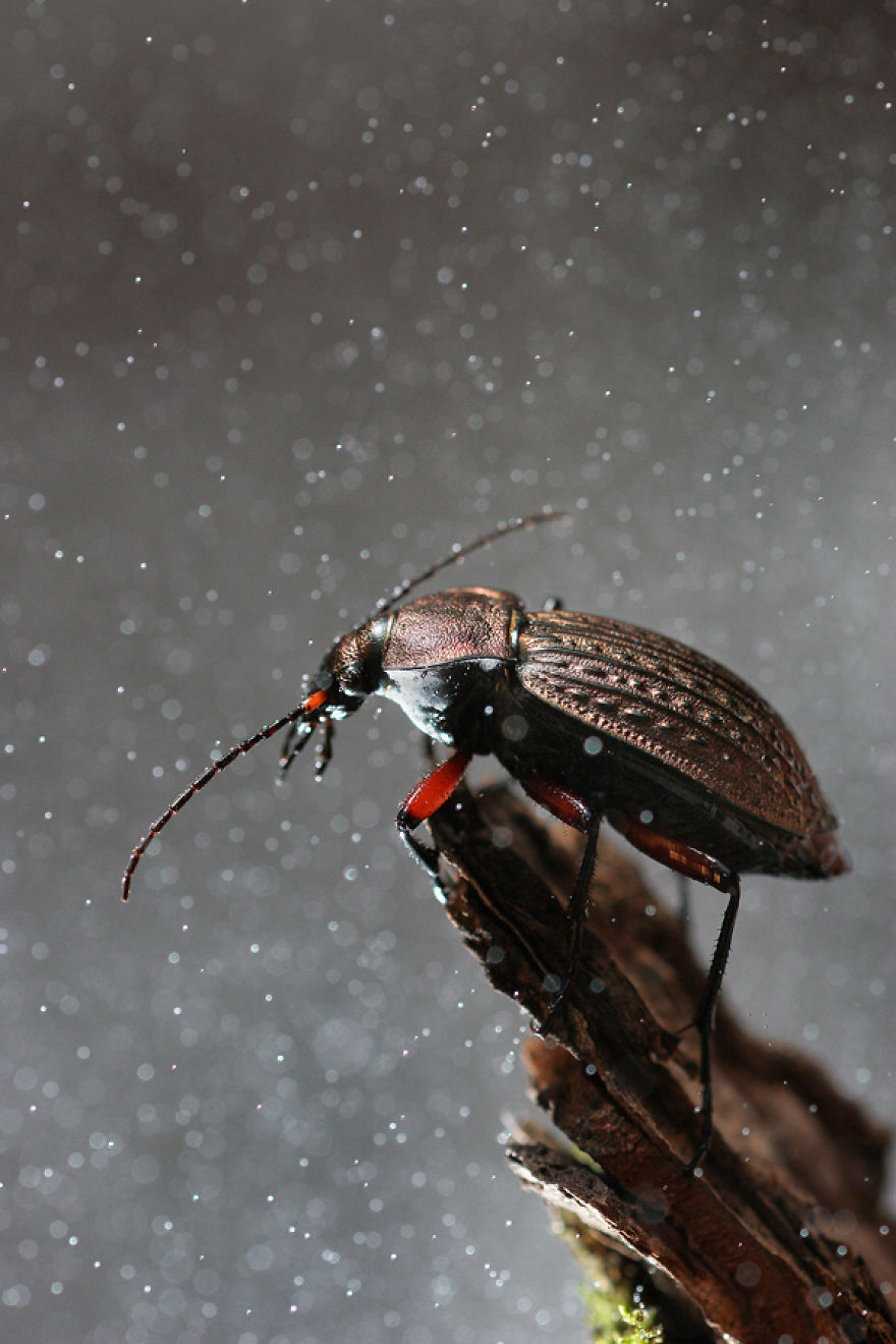 Close Up: Magic Of Nature By Vadim Trunov Close Up: Magic Of Nature By Vadim Trunov