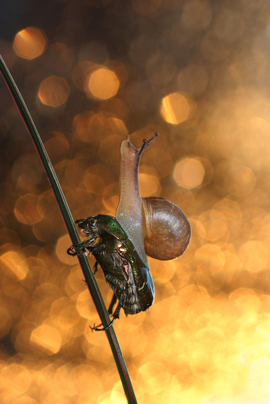 Close Up: Magic Of Nature By Vadim Trunov Close Up: Magic Of Nature By Vadim Trunov