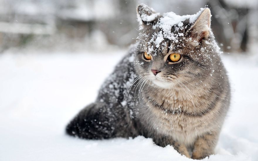 Beautiful Cats Playing In Snow
