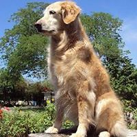 carolee_boyles avatar