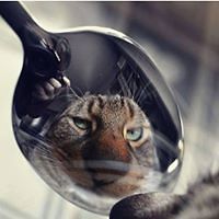 tamar_adorneli avatar