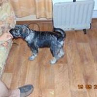 evgeniya_rodikova avatar