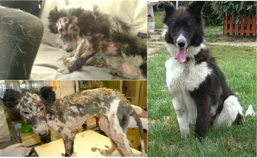 Mira - Found With Severe Mange - Before And After :)