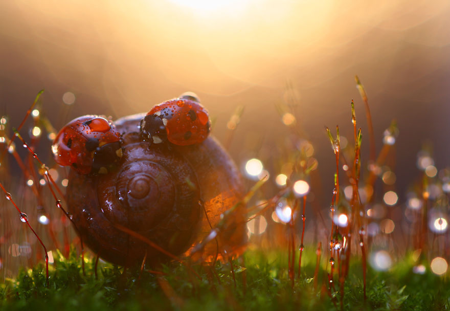 Close Up: Magic Of Nature By Vadim Trunov Close Up: Magic Of Nature By Vadim Trunov