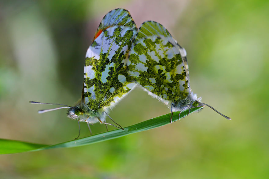 Close Up: Magic Of Nature By Vadim Trunov Close Up: Magic Of Nature By Vadim Trunov
