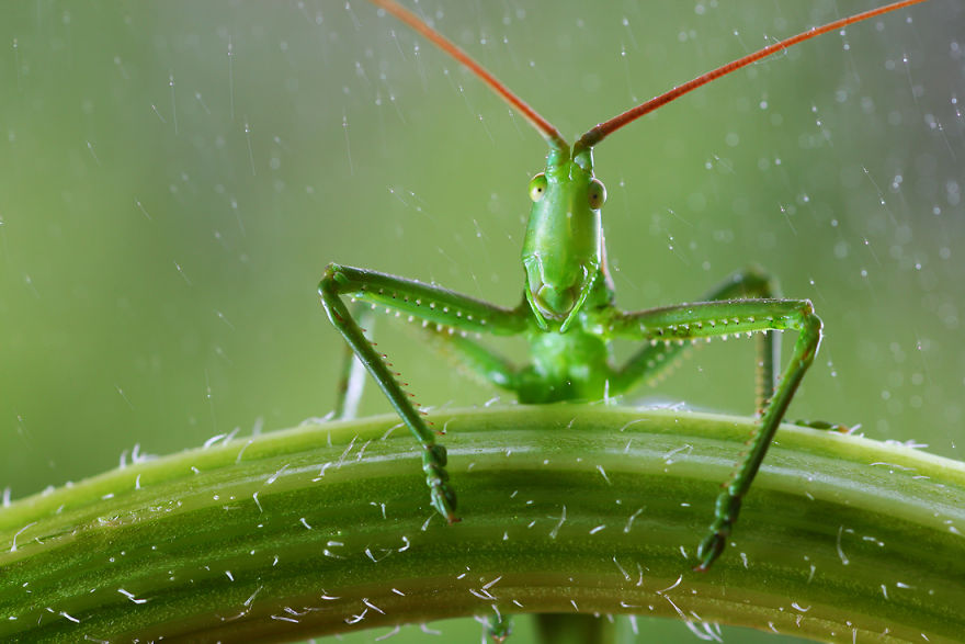 Close Up: Magic Of Nature By Vadim Trunov Close Up: Magic Of Nature By Vadim Trunov
