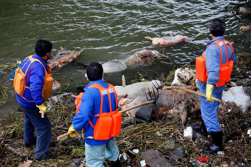 Over 3000 Dead Pigs Fished Out Of Huangpu River