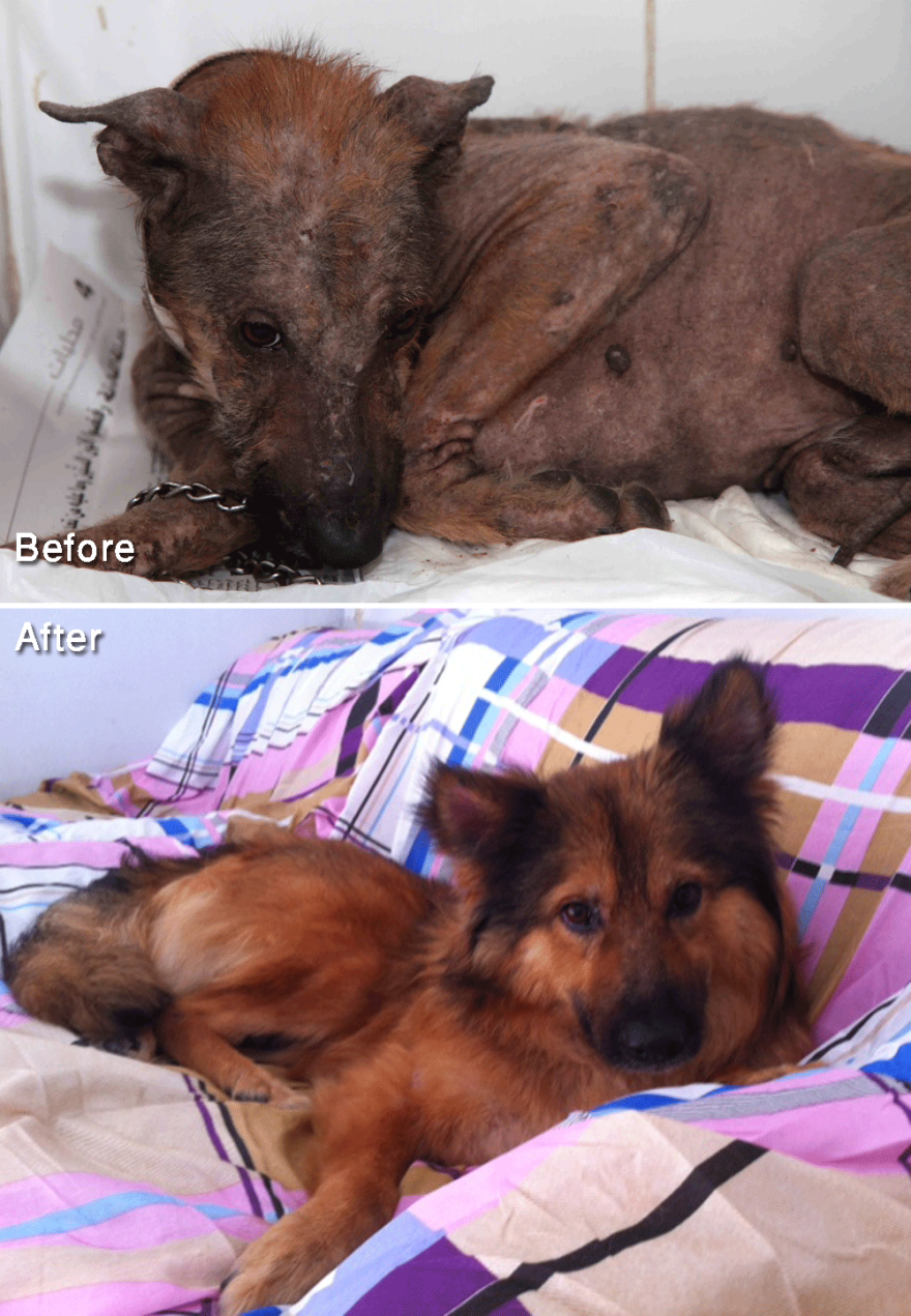 Aiden, Rescued By Animals Lebanon, He Had Severe Skin Issues & Fearful - Completely Recovered