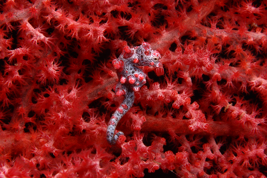 Amazing Underwater Creatures I Photographed While Diving In Indonesia