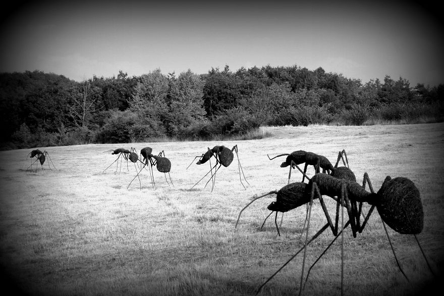 Iron Wire Ants By David Vanorbeek