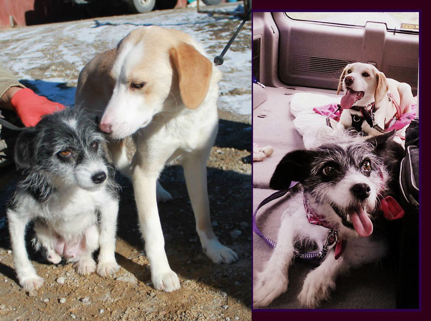 Became Best Friends In Their Shelter So We Rescued Them Both. One Year Later On A Road Trip.
