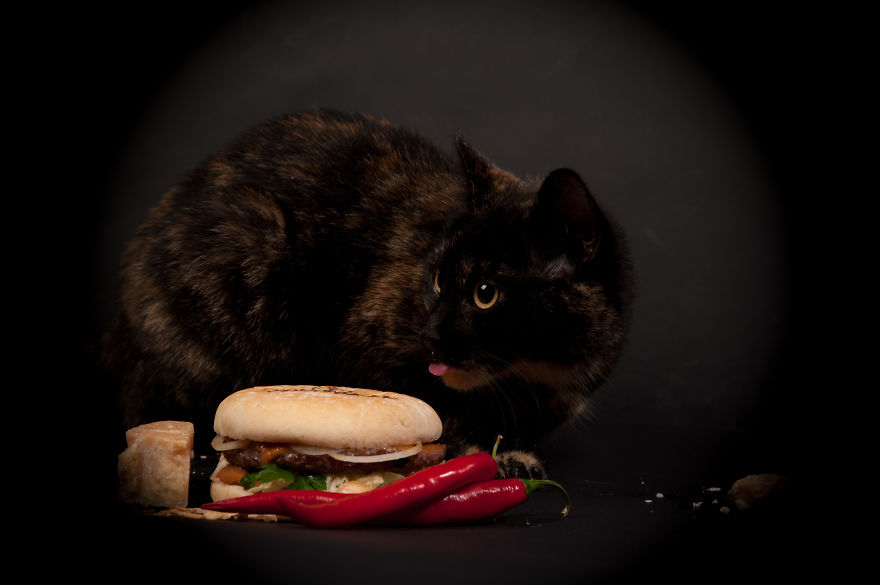 A Black Cat, Nobody Has Seen Before, Appeared During A Foodshooting