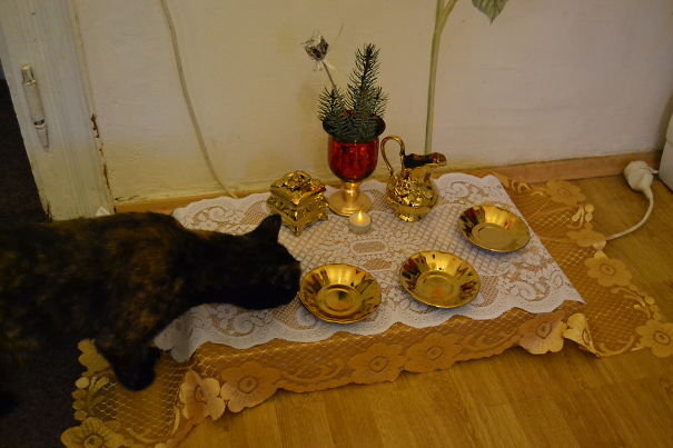Christmas Dinner For Our Three Cats And One Dog :-)