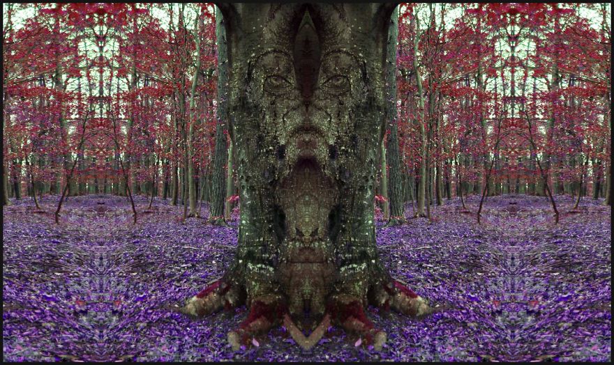 Deep Into Nature - Psychedelic Nature Photography