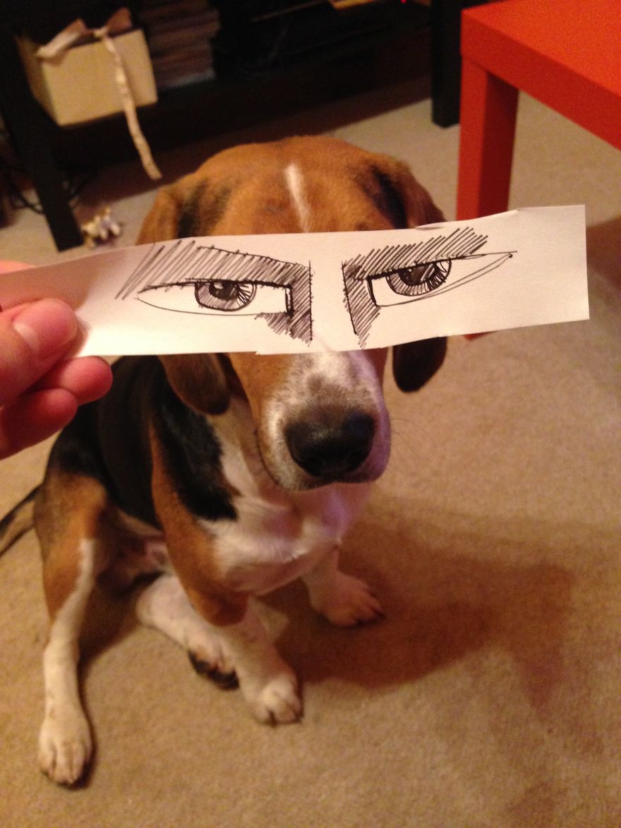 I Create Funny Eye Illustrations For My Dog Juno