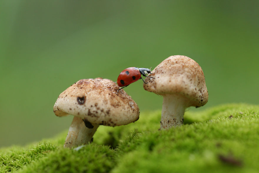 Fairy Tales Within Macro Photography By Vadim Trunov