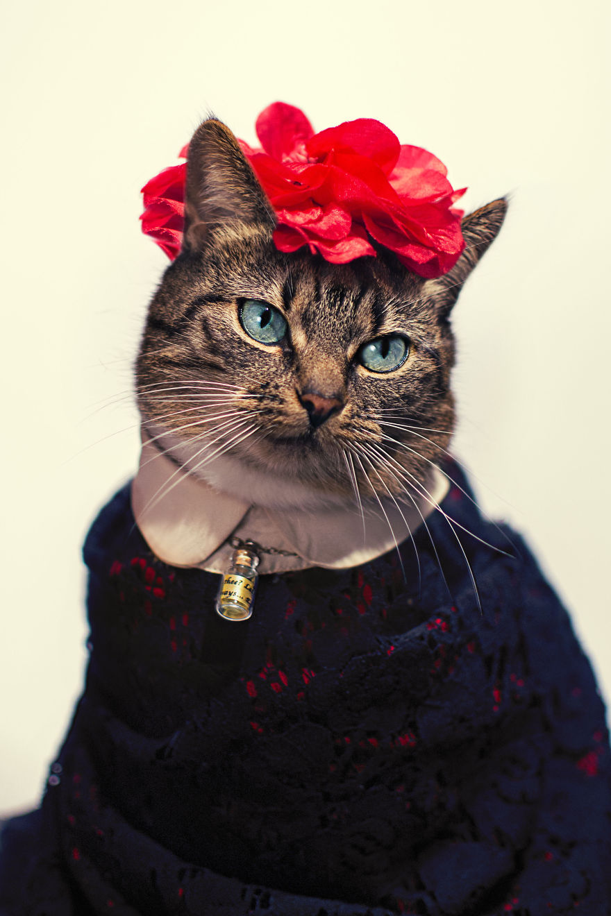 My Leukemic Cat Is The Greatest Fashion Diva Of All Time