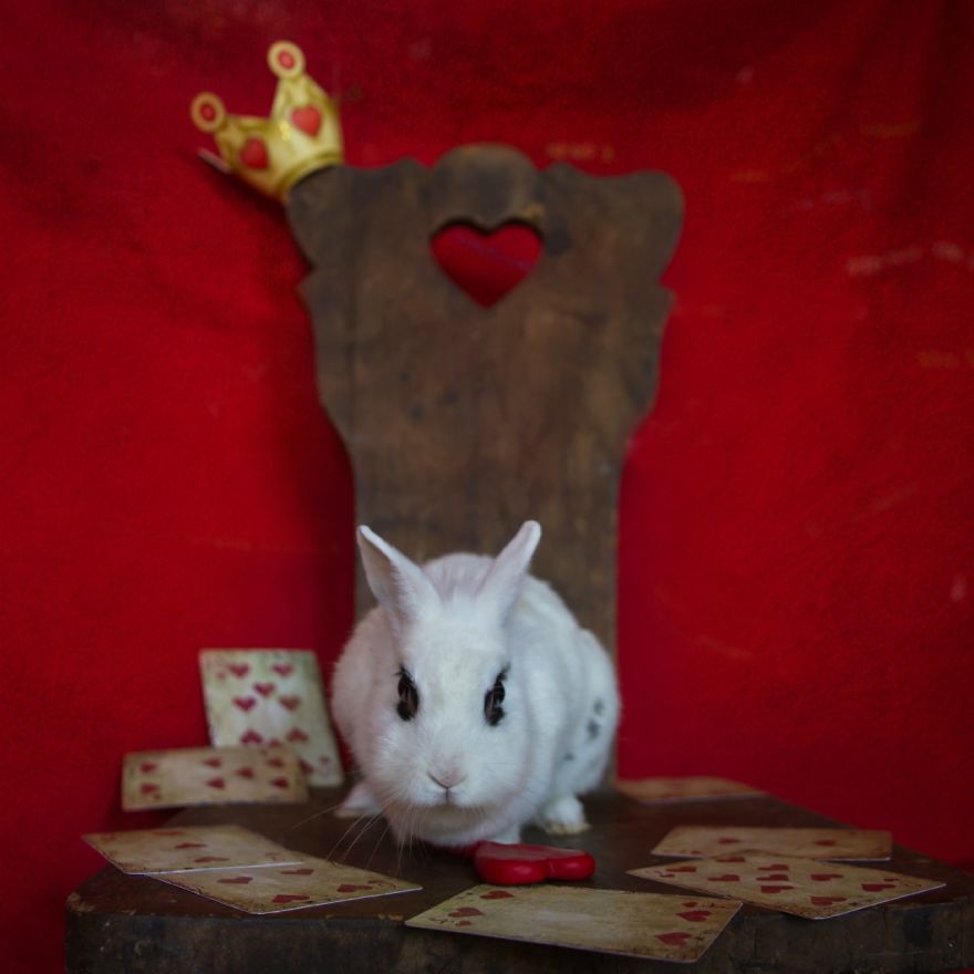 Animals Rescued From Labs Become Magic Models In Alice-In-Wonderland Photoshoot
