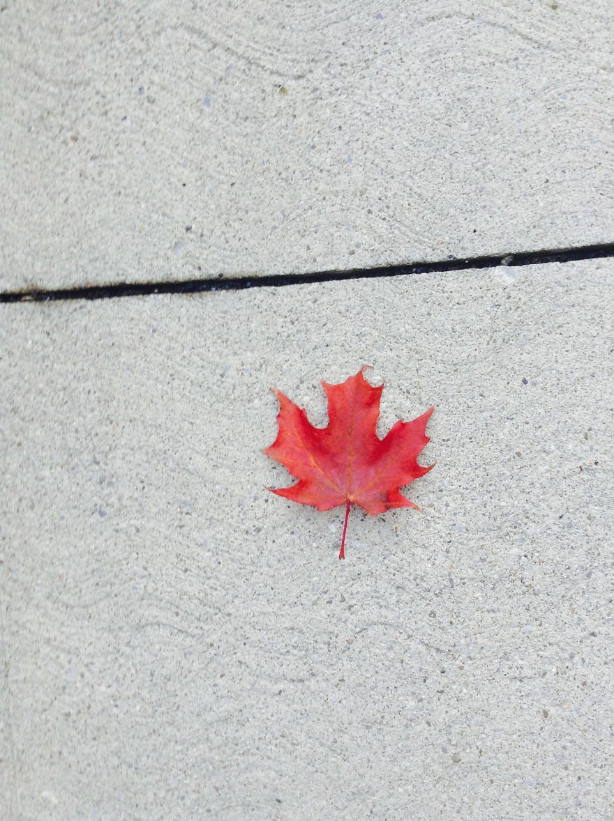 A Leaf On The Sidewalk