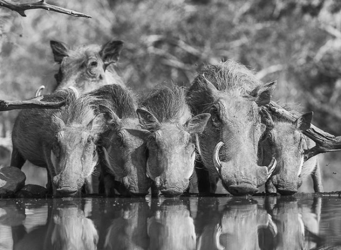 African Wildlife In Black And White