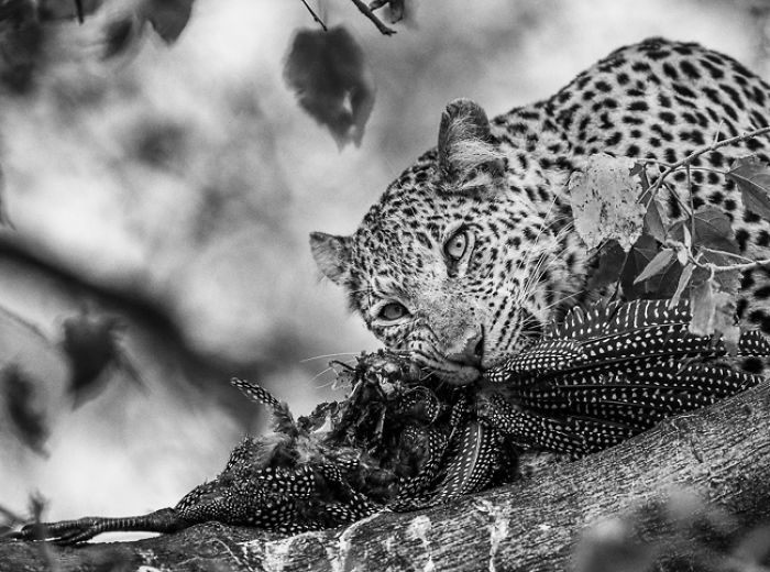 African Wildlife In Black And White