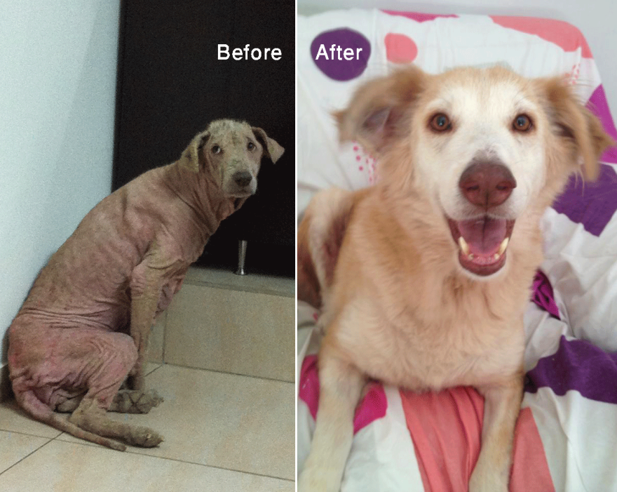 Hazel - Rescued By Animals Lebanon, She Was Severely Sick And Fearful - Complete Transformation